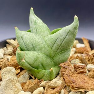 サンセベリア タム タミ / Sansevieria Tamu Tami