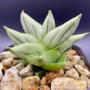 サンセベリア バイ フー マイ / Sansevieria Bai Fu Mai