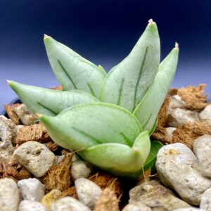 サンセベリア バイ フー マイ / Sansevieria Bai Fu Mai