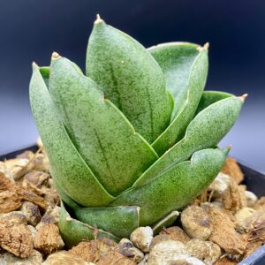 サンセベリア ベンジャロン / Sansevieria Benjarong
