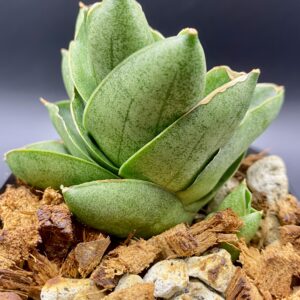 サンセベリア ベンジャロン（子株つき） / Sansevieria Benjarong