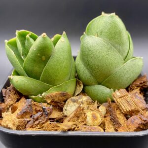 サンセベリア ベンジャロン / Sansevieria Benjarong